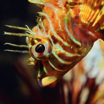 Longfin Sculpin Fish