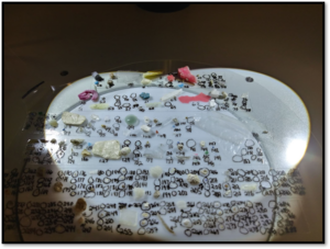 Microplastics on a petri dish
