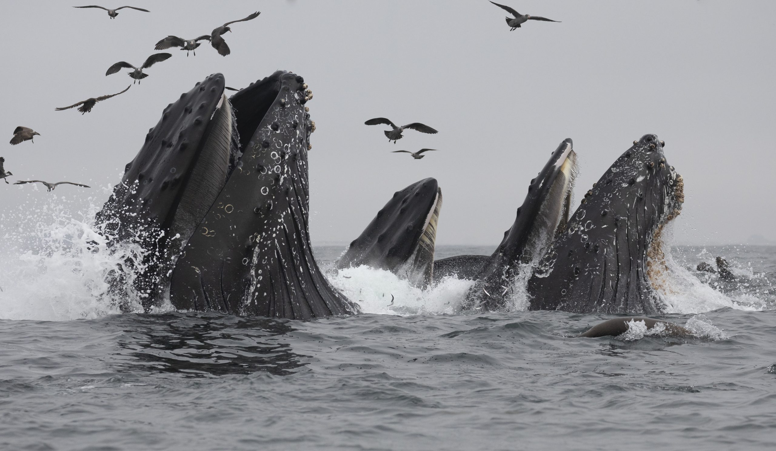 West Coast Entanglement Science Workshop - California Ocean Protection ...