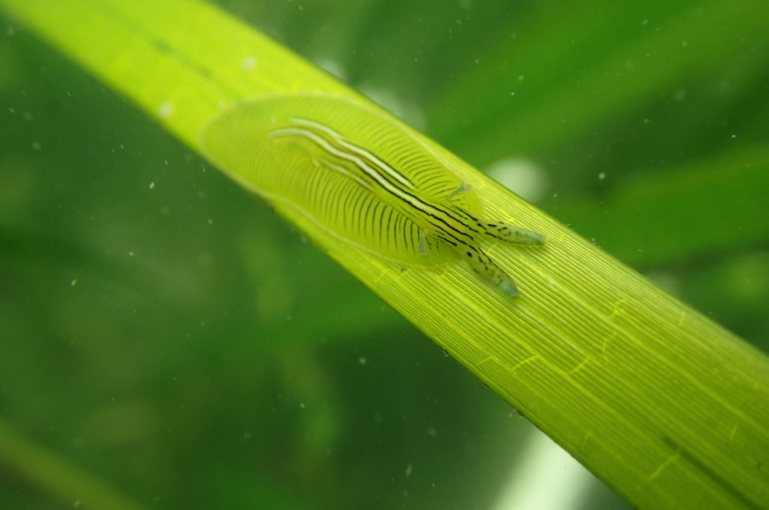 Prop 68 Climate Resilience Miniseries Episode 3 Eelgrass Habitat