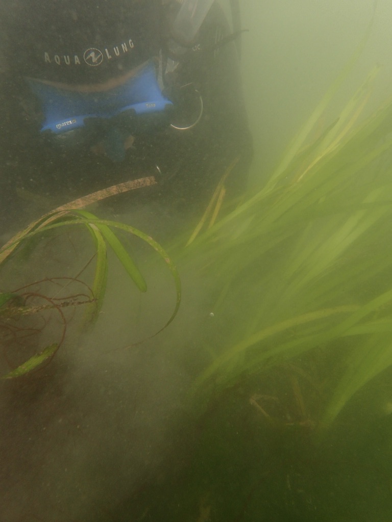 Prop 68 Climate Resilience Miniseries Episode 3 Eelgrass Habitat