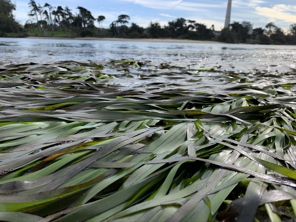 Prop 68 Climate Resilience Miniseries Episode 6: Elkhorn Slough