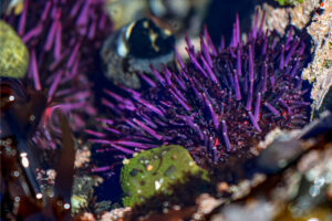 Close up of purple urchin