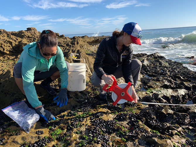 Mussel Watch Program collaborators from the Southern California Coastal Water Research Project (SCCWRP) collecting Mytilus mussels. Credit: NOAA.