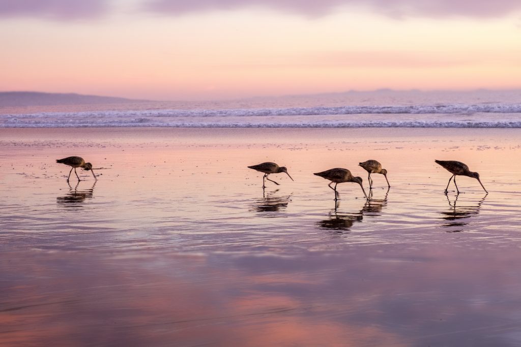 Godwit birds feeding in the sand at sunset
