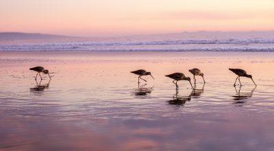 Godwit birds feeding in the sand at sunset
