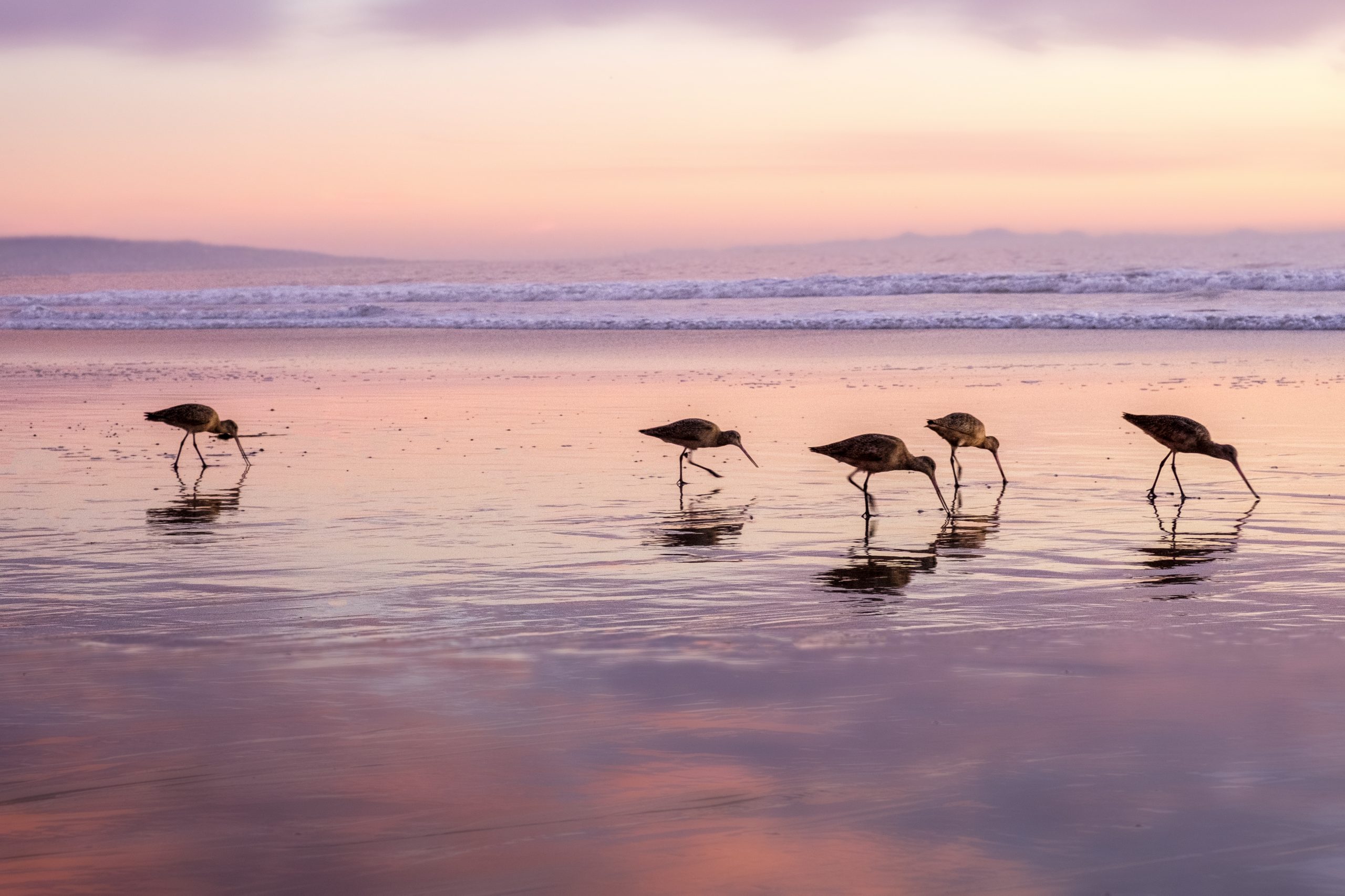 Godwit birds feeding in the sand at sunset