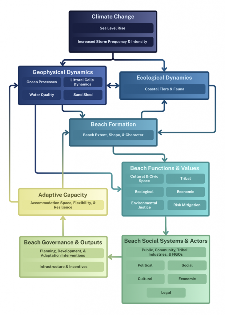 This diagram presents a systems framework showing how climate change affects coastal beaches through linked physical, ecological, social, and governance processes. It uses rectangular boxes grouped by theme and arrows indicating direction of influence. Some arrows show feedback loops where components influence each other.
Component Descriptions (Top to Bottom)
1. Climate Change
Contents: “Sea Level Rise” and “Increased Storm Frequency and Intensity.”
Role: The primary driver at the top of the diagram.
Connections: Arrows flow downward to Geophysical Dynamics and Ecological Dynamics.
2. Geophysical Dynamics
Contents: Ocean Processes, Water Quality, Littoral Cells Dynamics, Sand Shed.
Role: Physical coastal processes affecting beach formation.
Connections:
Receives an arrow from Climate Change.
Sends arrows to Beach Formation.
Exchanges arrows with Ecological Dynamics (a two-way interaction).
3. Ecological Dynamics
Contents: Coastal Flora and Fauna.
Role: Biological systems influencing and influenced by coastal processes.
Connections:
Receives an arrow from Climate Change.
Sends an arrow to Beach Formation.
Exchanges arrows with Geophysical Dynamics.
4. Beach Formation
Contents: Beach Extent, Shape, and Character.
Role: The physical expression of beaches as shaped by geophysical and ecological factors.
Connections:
Receives arrows from both Geophysical Dynamics and Ecological Dynamics.
Sends arrows to Adaptive Capacity and Beach Functions and Values.
5. Adaptive Capacity
Contents: Accommodation Space, Flexibility, and Resilience.
Role: Ability of the beach system to adjust to changing conditions.
Connections:
Receives an arrow from Beach Formation.
Sends an arrow to Beach Functions and Values.
Receives an arrow from Beach Governance and Outputs.
6. Beach Functions and Values
Contents: Cultural and Civic Space, Tribal, Ecological, Environmental Justice, Economic, and Risk Mitigation.
Role: The social, cultural, ecological, and economic benefits provided by beaches.
Connections:
Receives an arrow from Beach Formation.
Sends an arrow to Beach Social Systems and Actors.
Receives an arrow from Adaptive Capacity.
7. Beach Social Systems and Actors
Contents: Public, Community, Tribal, Industries, NGOs; Political; Social; Cultural; Economic; Legal sectors.
Role: Groups and institutions that influence and are affected by beach management.
Connections:
Receives an arrow from Beach Functions and Values.
Sends an arrow to Beach Governance and Outputs.
8. Beach Governance and Outputs
Contents: Planning, Development, and Adaptation Interventions; Infrastructure and Incentives.
Role: Management and policy actions shaping beach outcomes.
Connections:
Receives an arrow from Beach Social Systems and Actors.
Sends an arrow to Adaptive Capacity.
Summary of System Behavior
The diagram shows a cyclical, interconnected coastal system:
Climate change affects physical and ecological processes, which shape beaches. Beaches provide functions that support communities and decision-makers. Governance actions and adaptive capacity influence how well the system responds to climate impacts, forming continuous feedback loops.