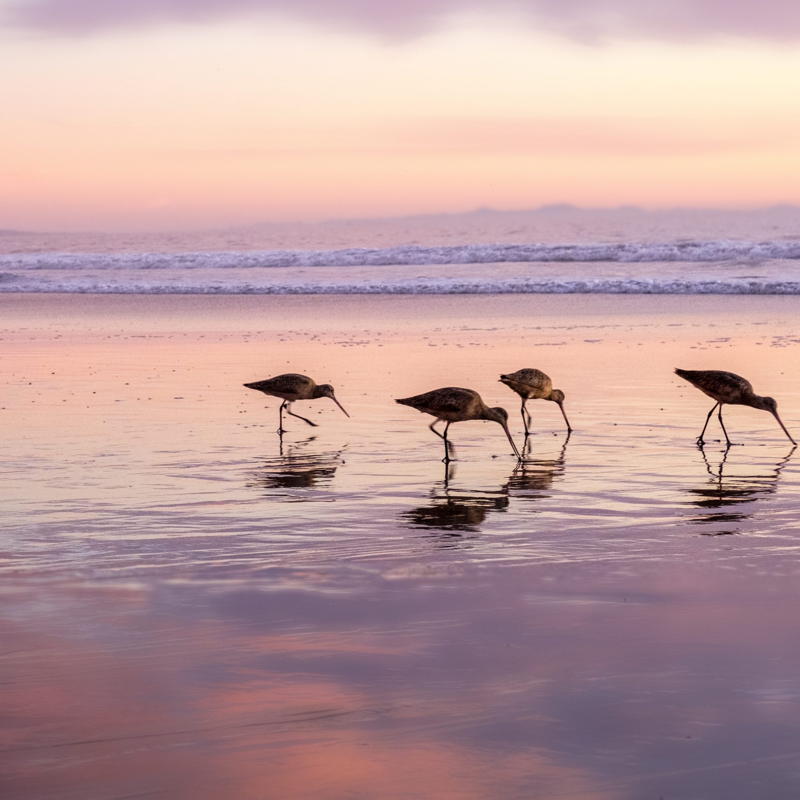 Godwit birds feeding in the sand at sunset